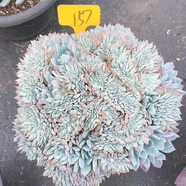 晨语多肉，一物一拍莎莎缀157