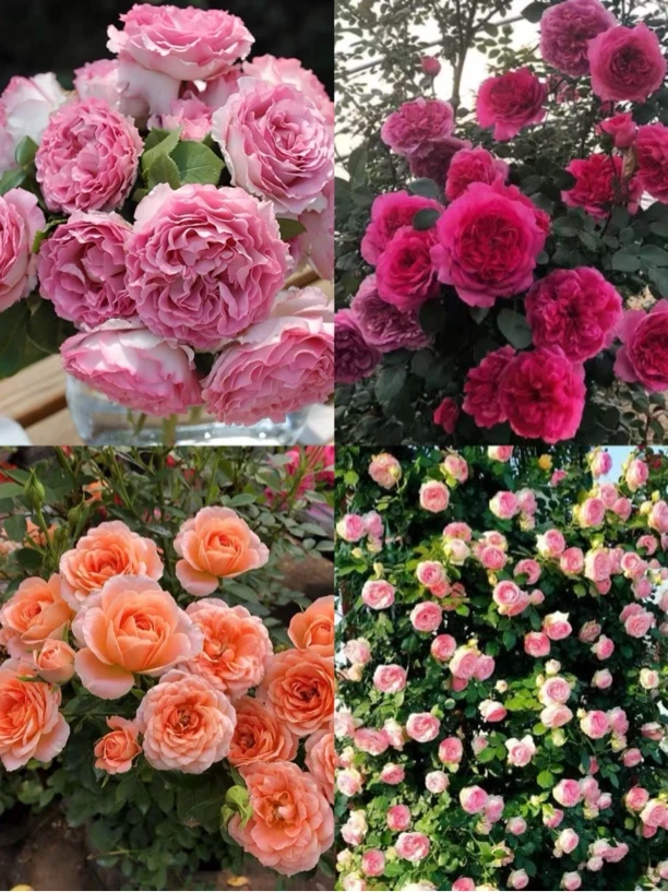 爬藤月季，当年就开花，中苗福利