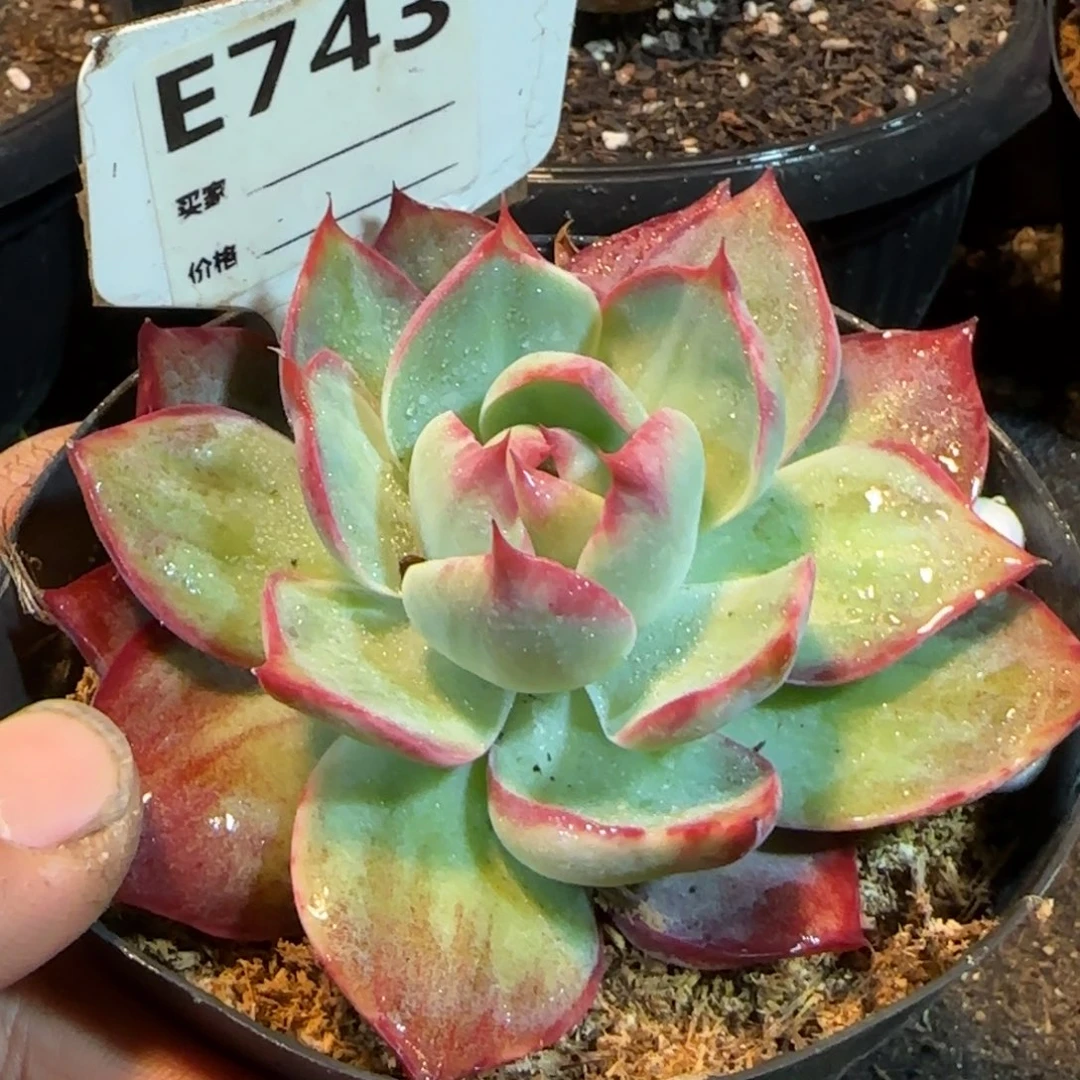 惊鸿一物一拍包装收缩花旱743