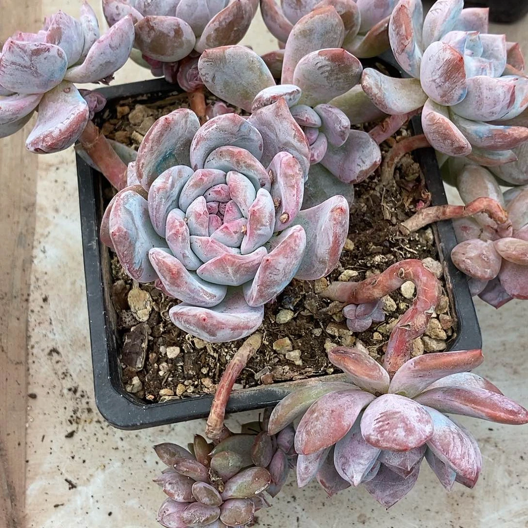 8-66 星影突尼斯一物一拍