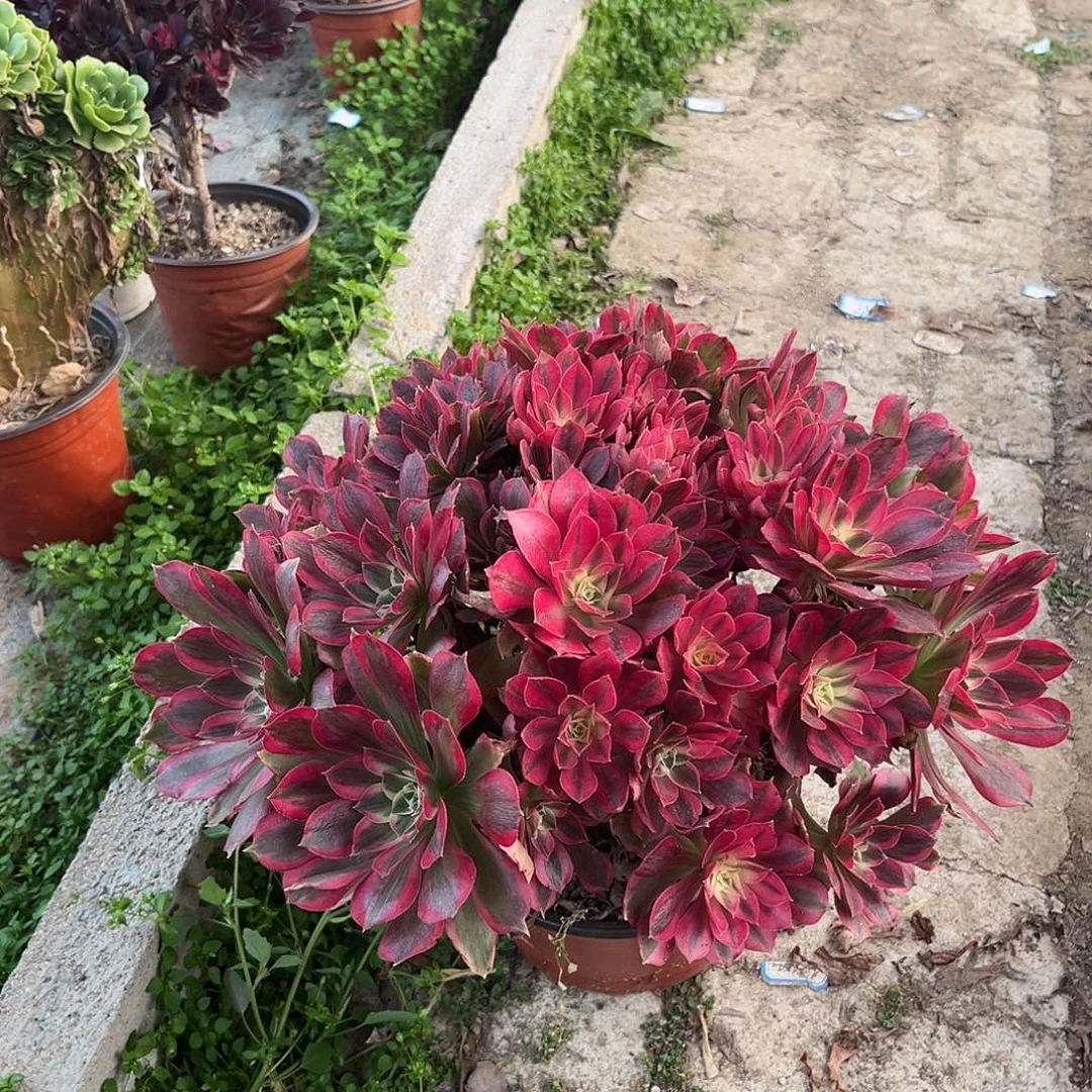 16男神法师多肉植物