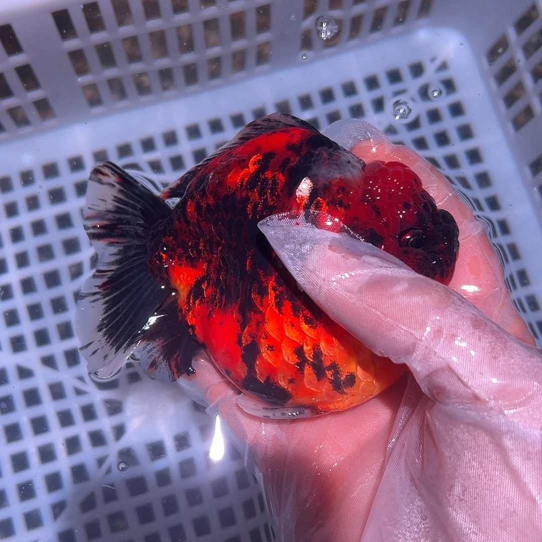 金鱼短尾将军泰狮