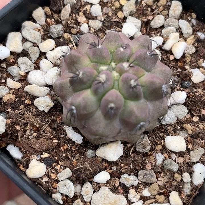 龙爪实生仙人球   2.8公分