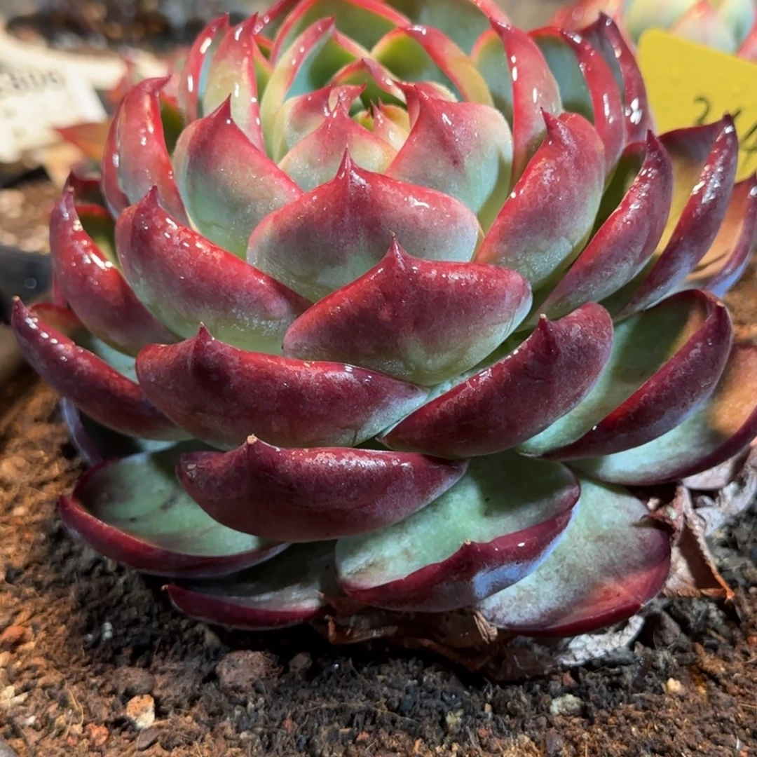 惊鸿一物一拍包装收缩花旱364