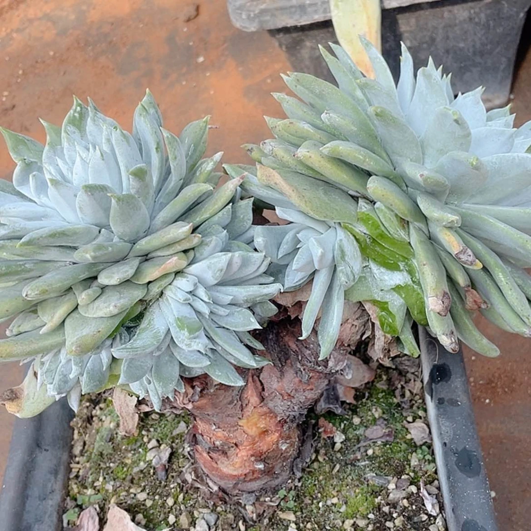 【闪购商品】牡丹苹果叶