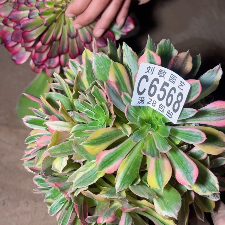 6568光辉多肉植物法师法师