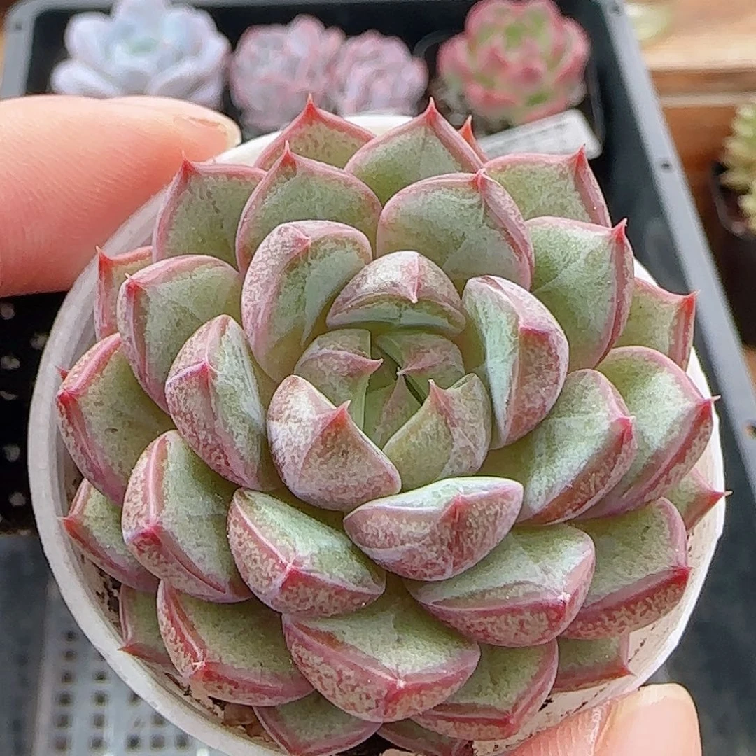 多肉0924--226粉和锦