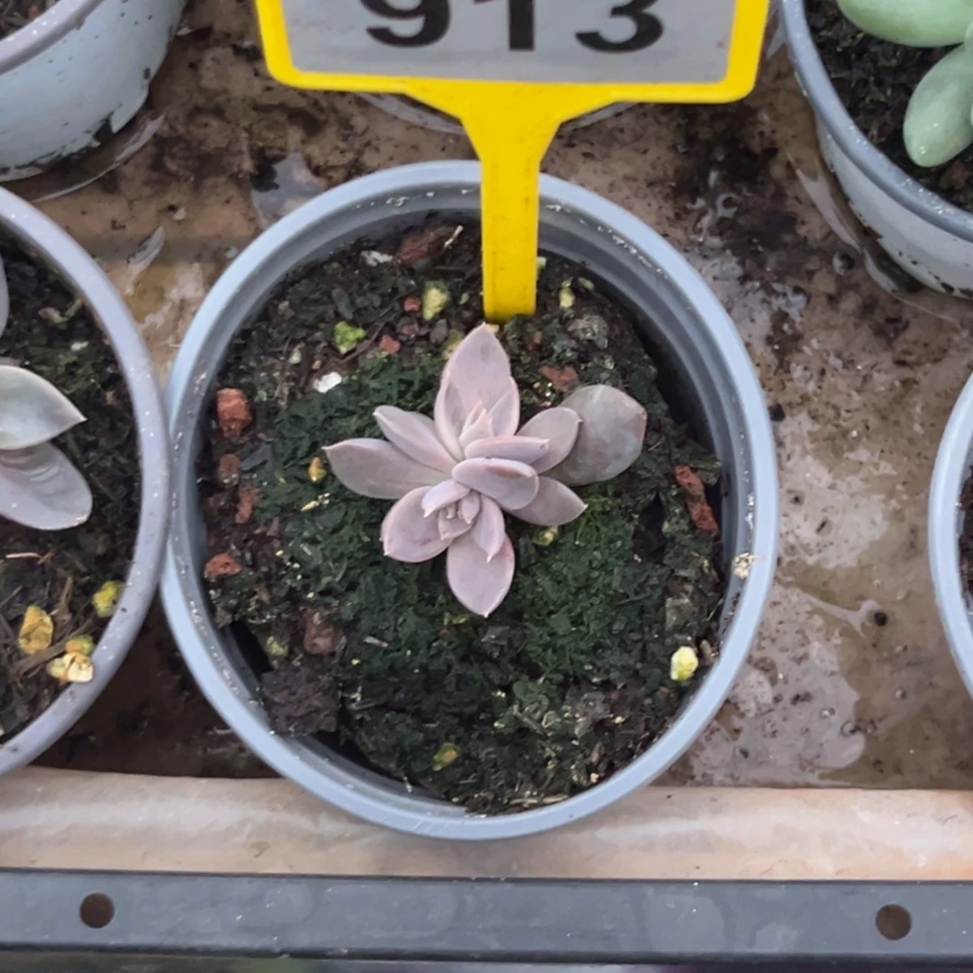 多肉植物战神群913