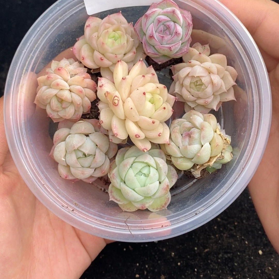 2-547 新疆西藏内蒙不发其他12.8包邮两到三公分多肉