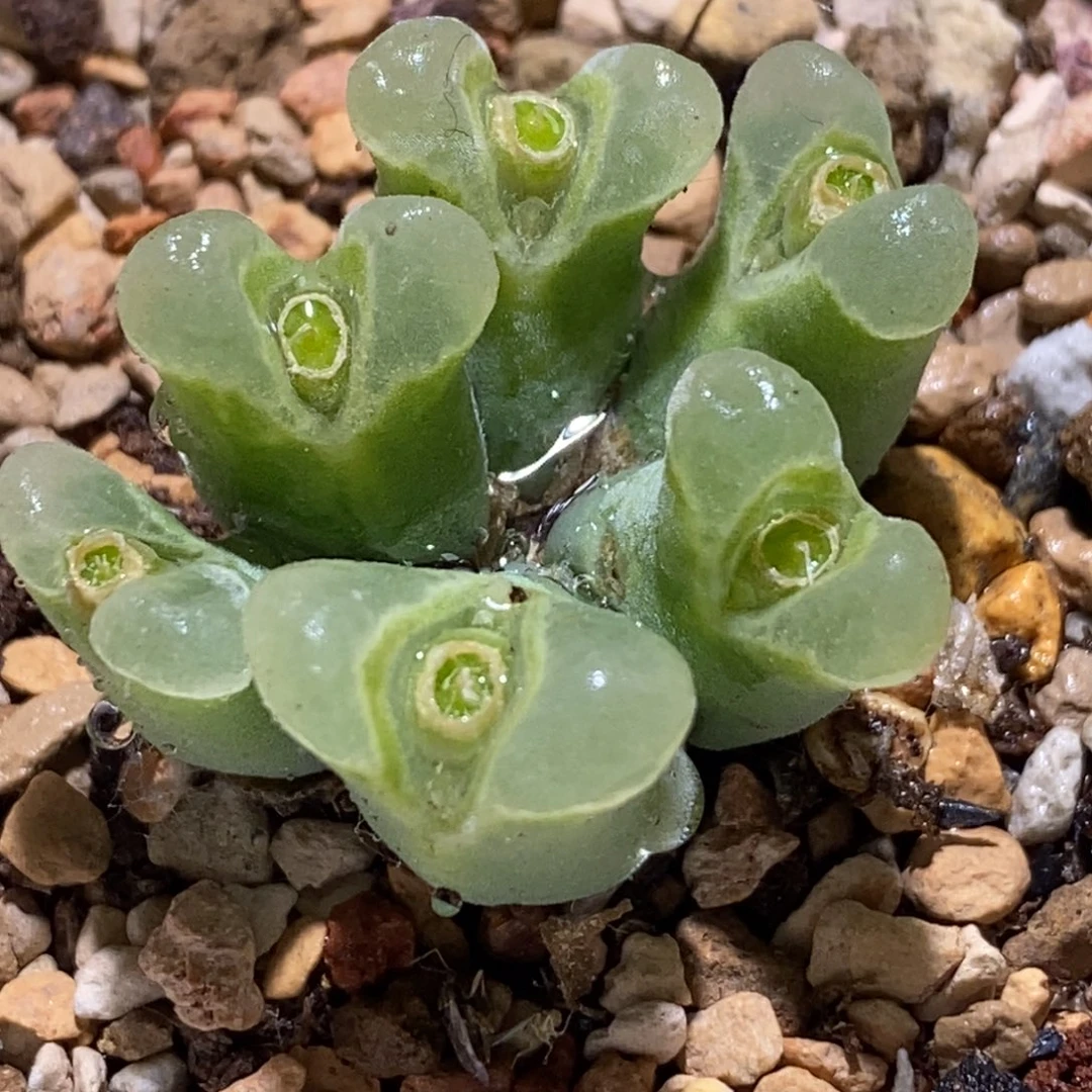 天鹅绒天鹅绒天鹅绒