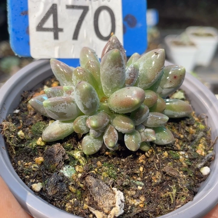 ꧁***꧂奶杂470号的啊啊多肉啊啊