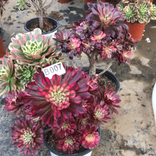 法师多肉植物养**?法师007