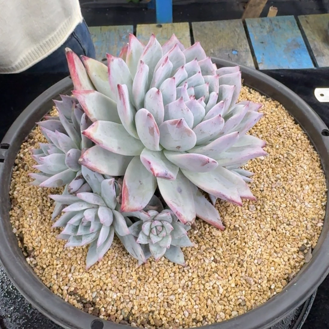 多肉植物多肉植物