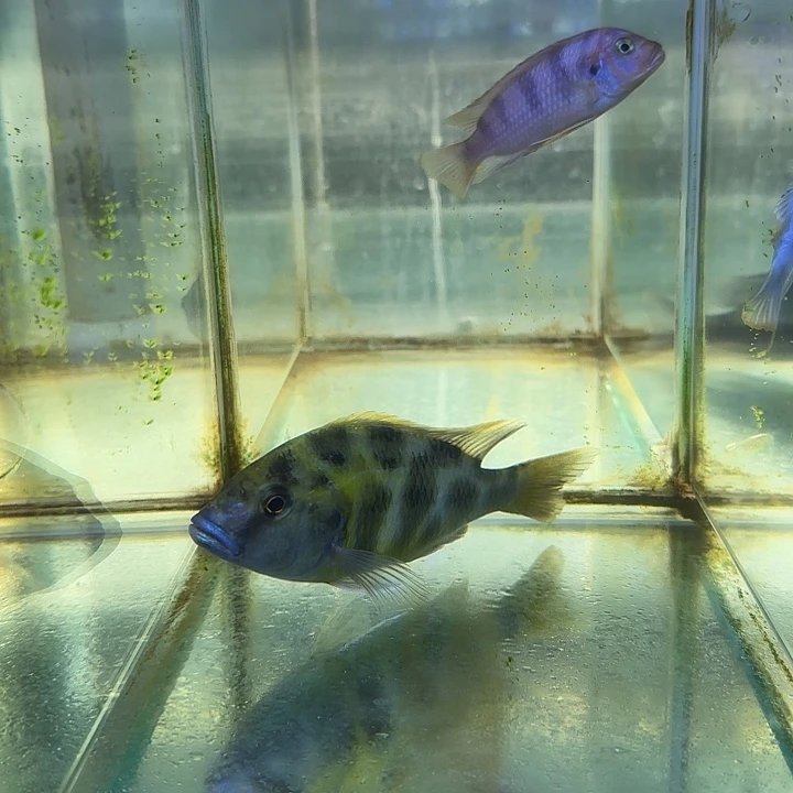 蓝***猫海水鱼21号111111111