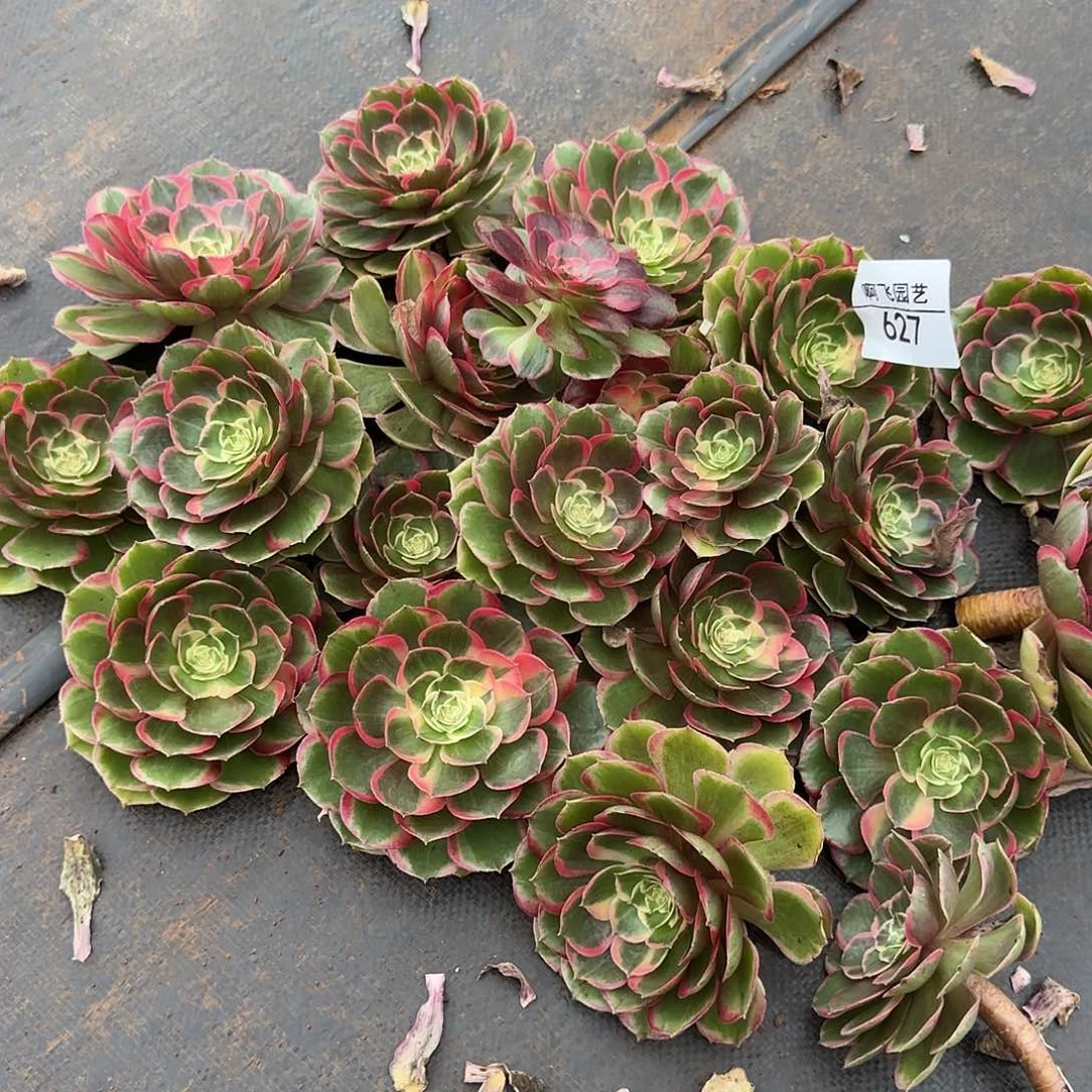 627多肉 粉花妖 砍头 加桃花坞