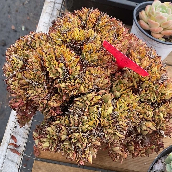 虎鲸缀。福利多多