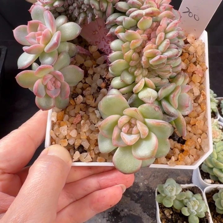 刘***记刘先生一颗琥珀缀化脱土发送三个十厘米盆