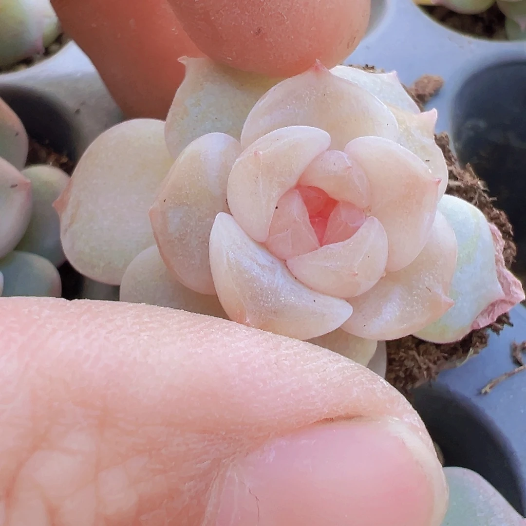 穴盘玉盏苗3颗19包邮多肉