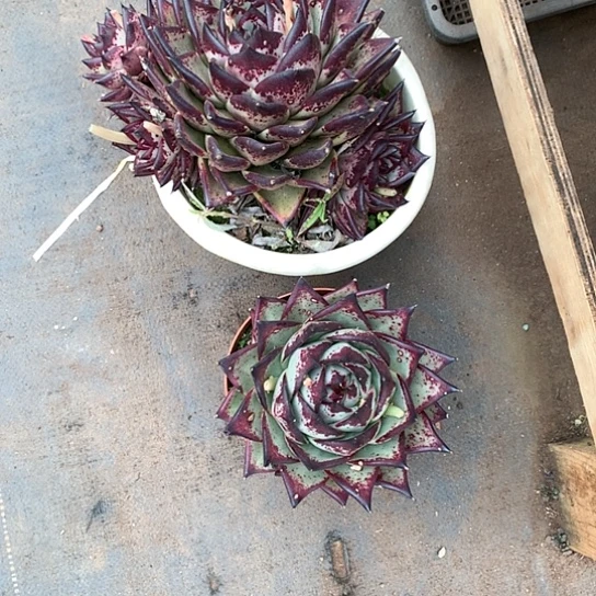 弥****云美肉特价活动开始啦