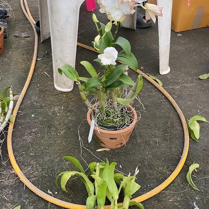 当前无花朵，栽培后可花朵白嘴猫494