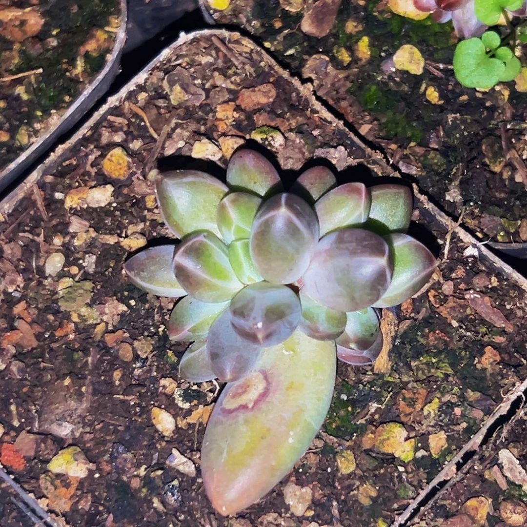 桔云多肉美人精品系列