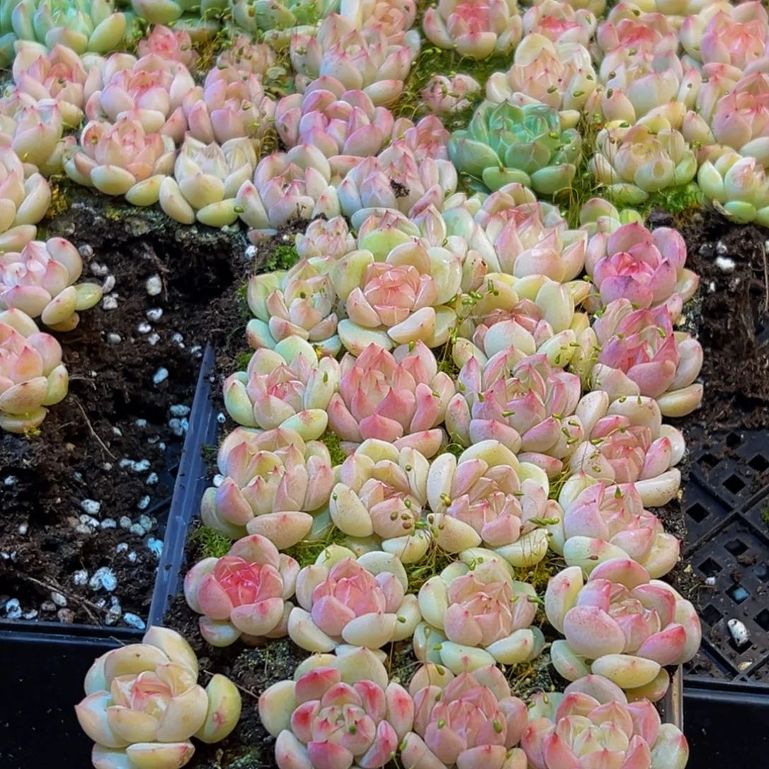 073多肉植物量拍一盒保底24颗