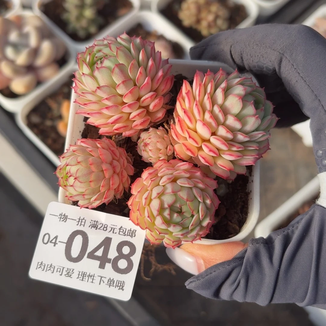 小红船无盆土发货无