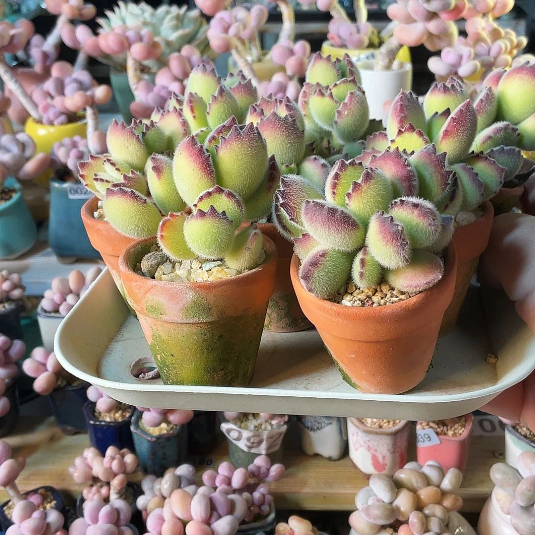 我****子多肉植物的生长发育与生长发育