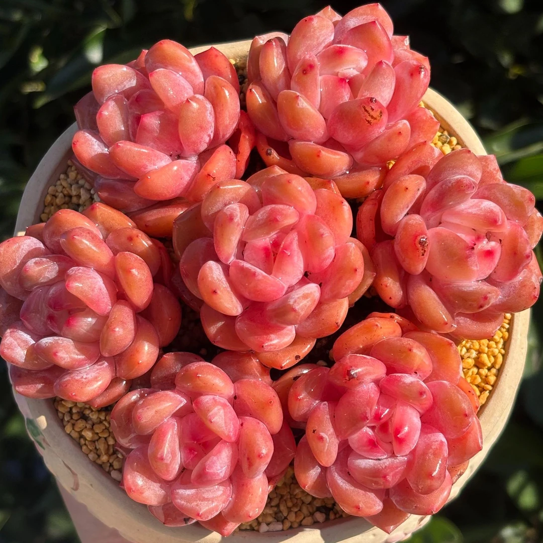 慢悠花房 梦露小甜心组合 办公室园艺绿植庭院多肉七夕鲜花