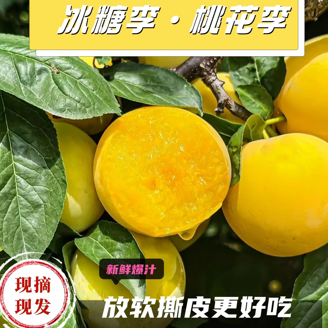 正宗冰糖李桃花李子四川果园现摘现发新鲜应季果农爆汁香甜李子