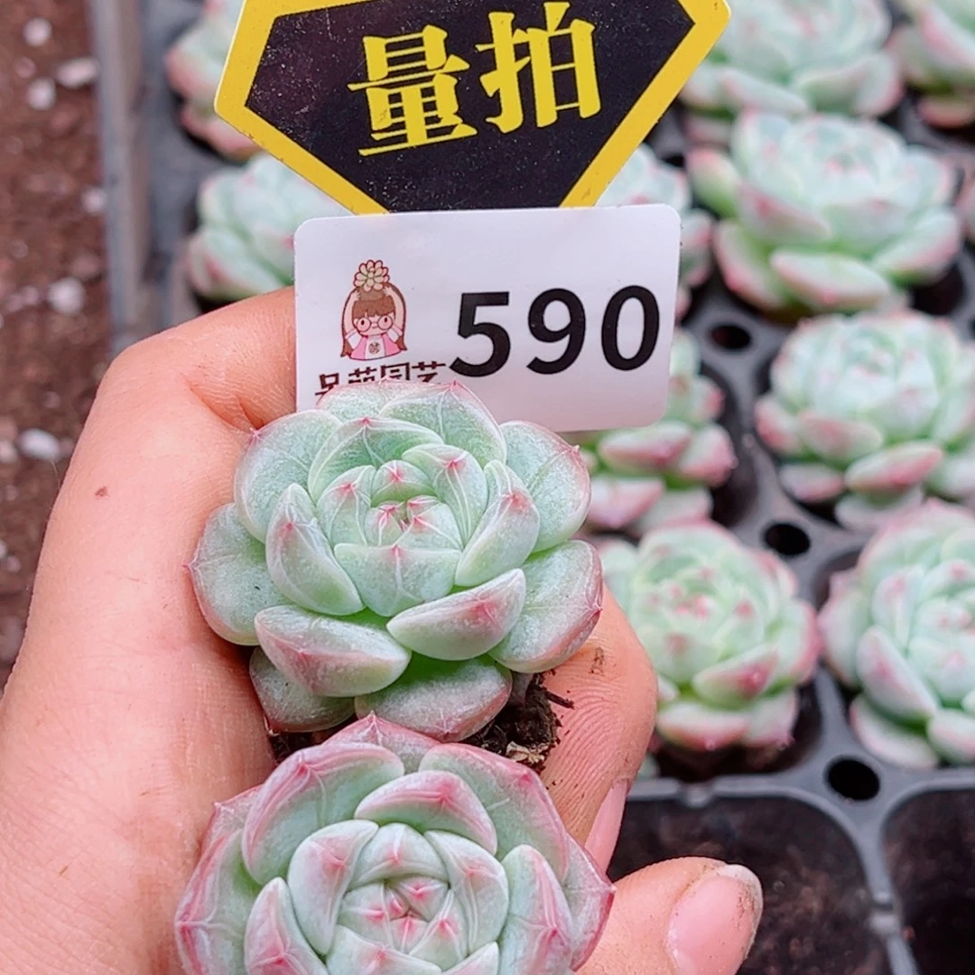 多肉植物多肉植物