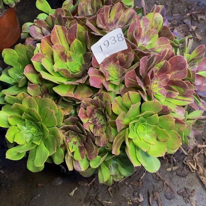 花月夜多肉断头不包1938