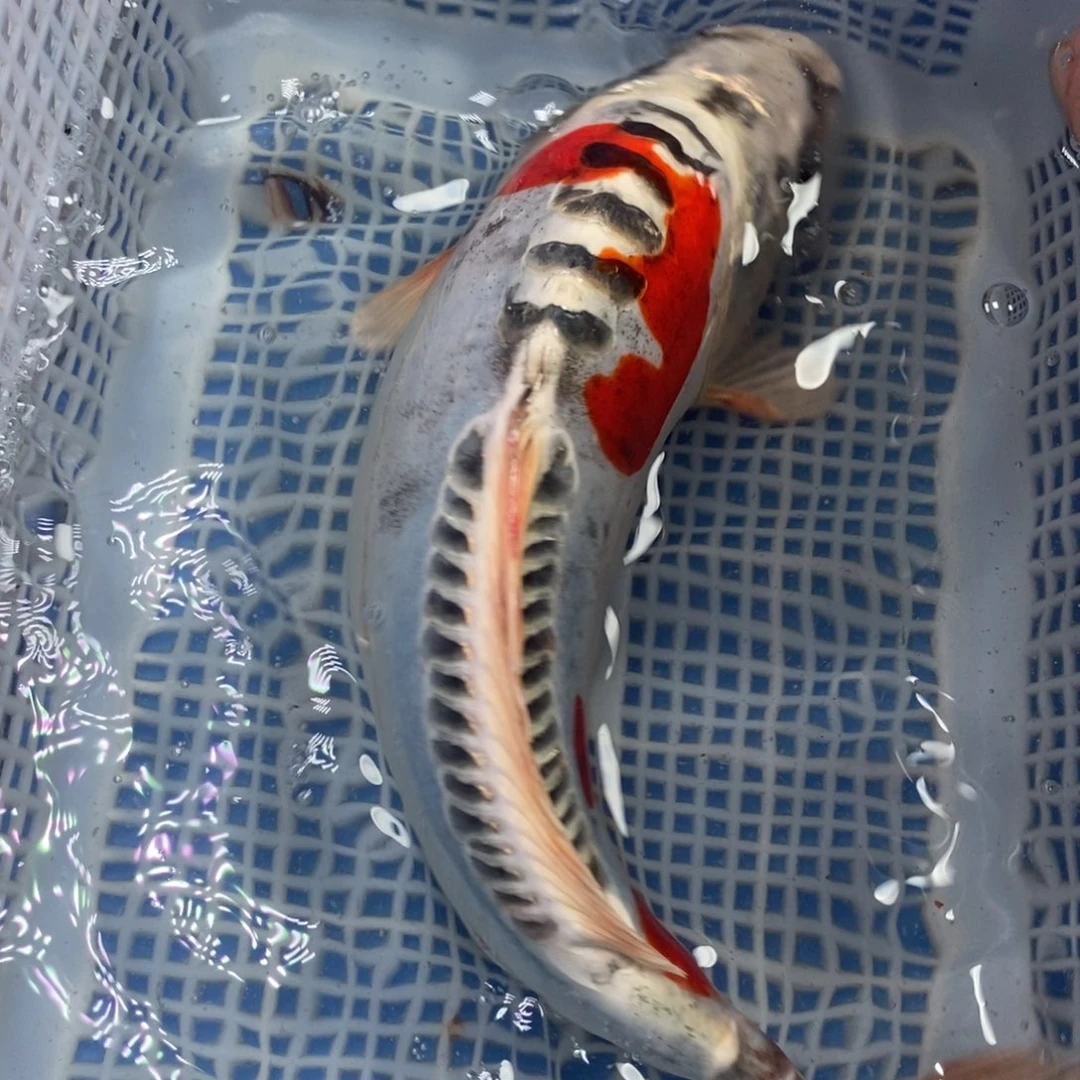 锦鲤冷水锦鲤包邮