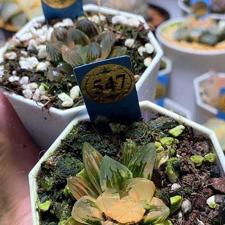 『****?517和547两个一起