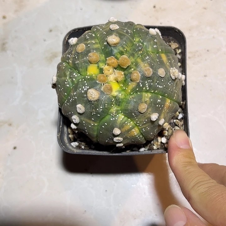 无花朵兜锦一物一拍