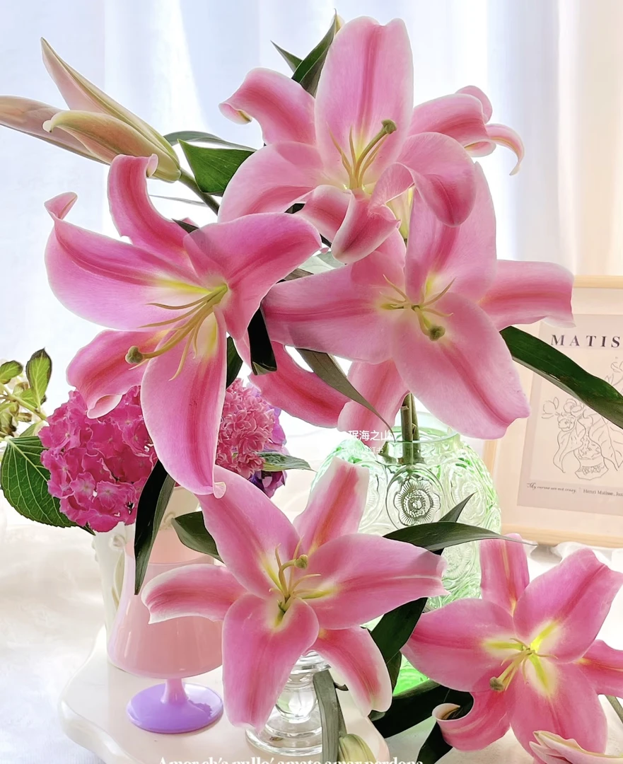 （普拉芬多）粉色大花型香水百合花卉东北鲜花原产地直采直发小趴菜
