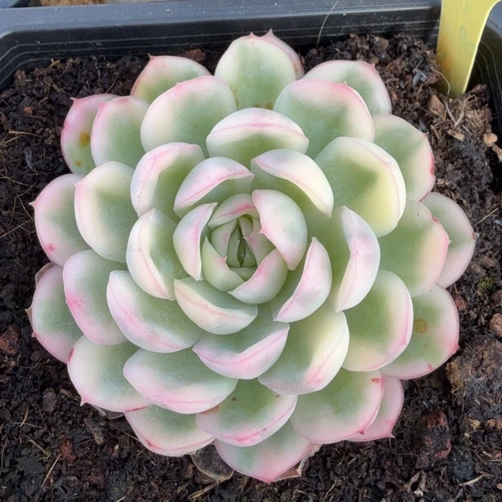 草莓冰锦最后一刻的锦