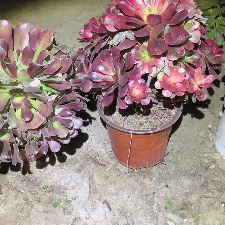 a***雪不包侧枝一物一拍97