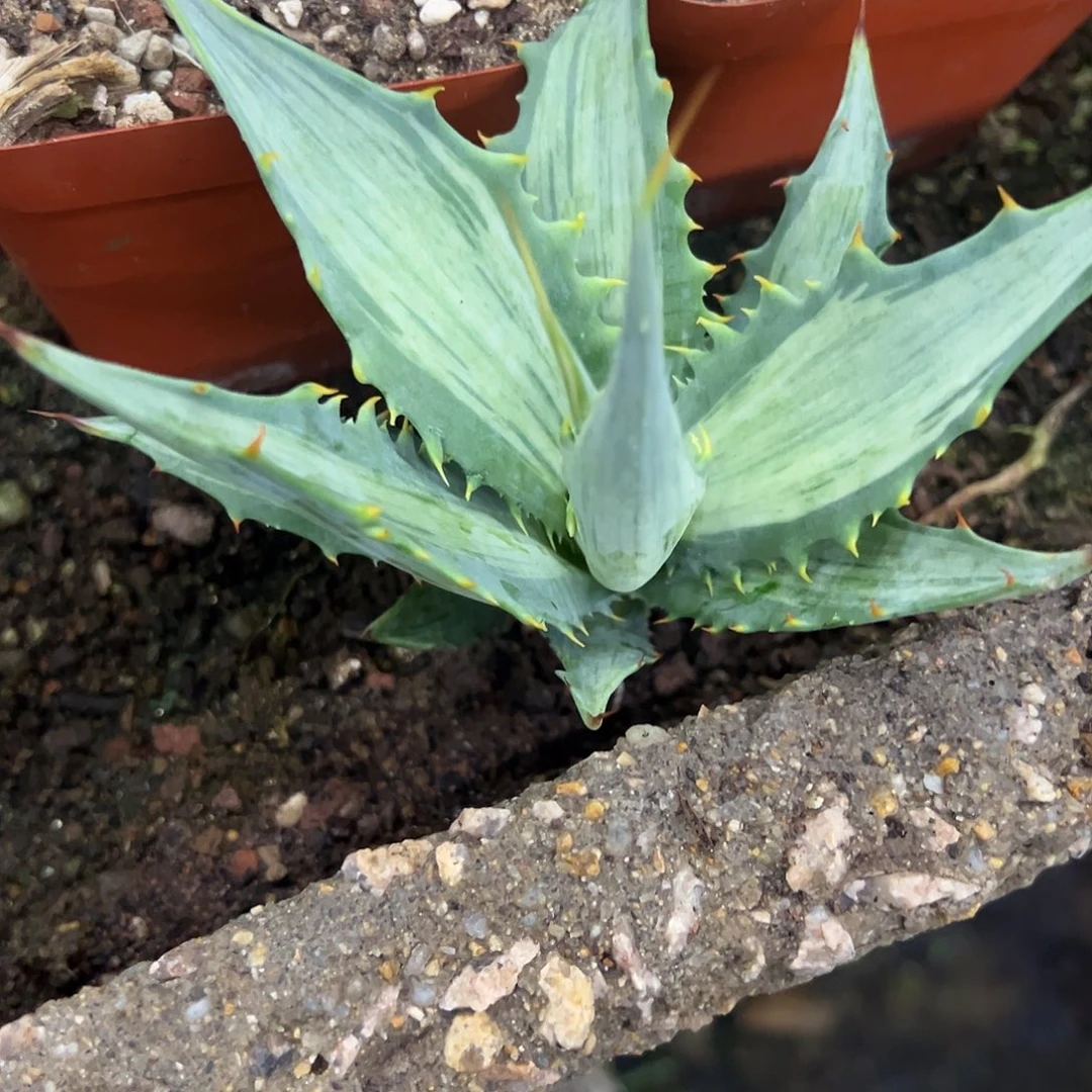 血魔锦龙舌兰植物