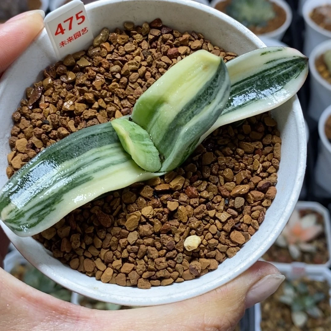 475卧牛寿锦一物一图