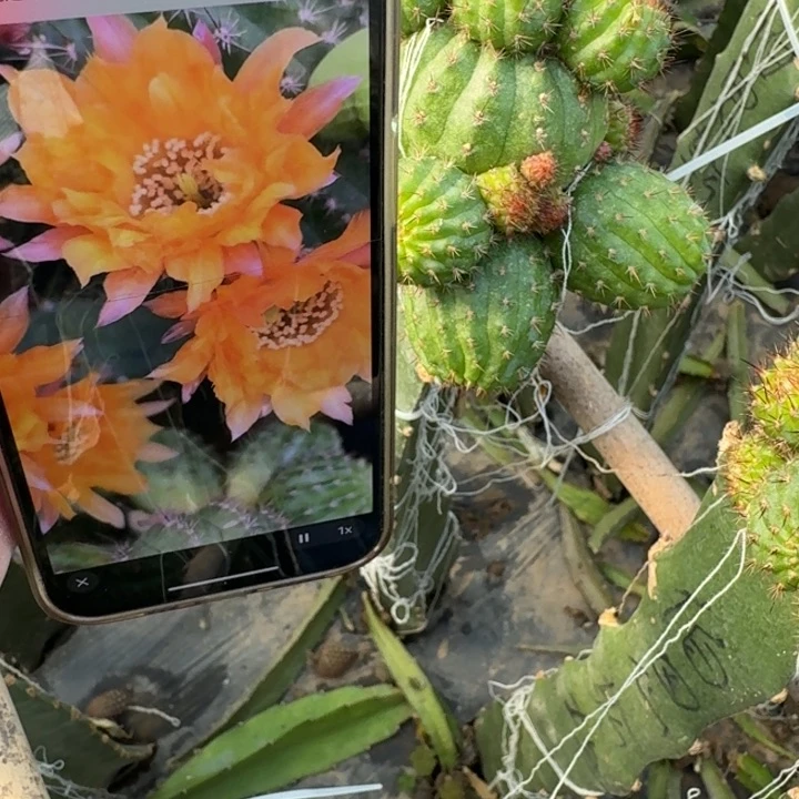 278白檀伯恩斯坦无根侧牙小3个