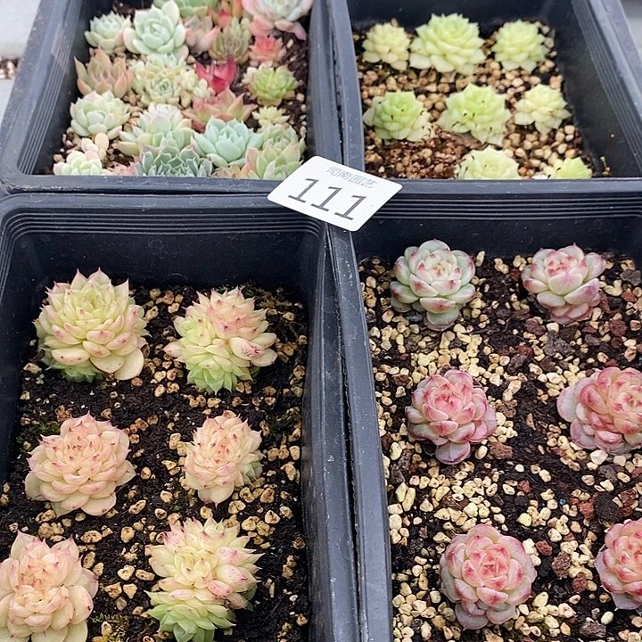 111 多肉植物盆栽花卉