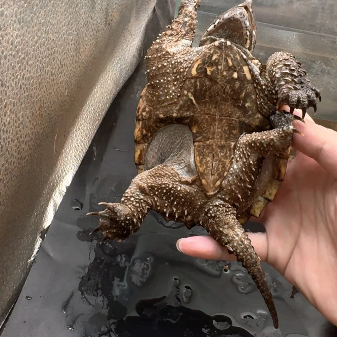 小鳄龟不分公母444