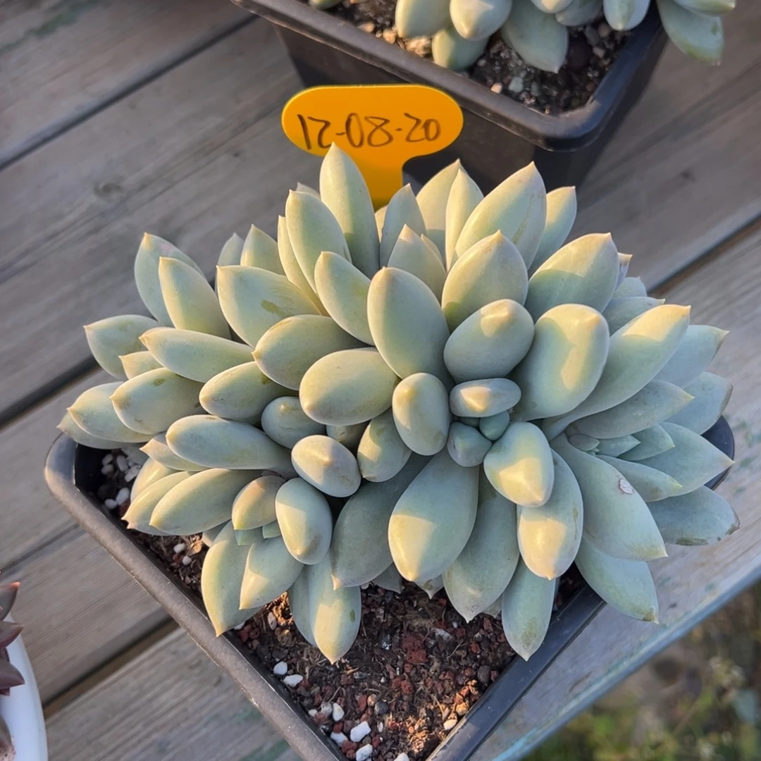 12-08-30哥特萝莉多肉植物