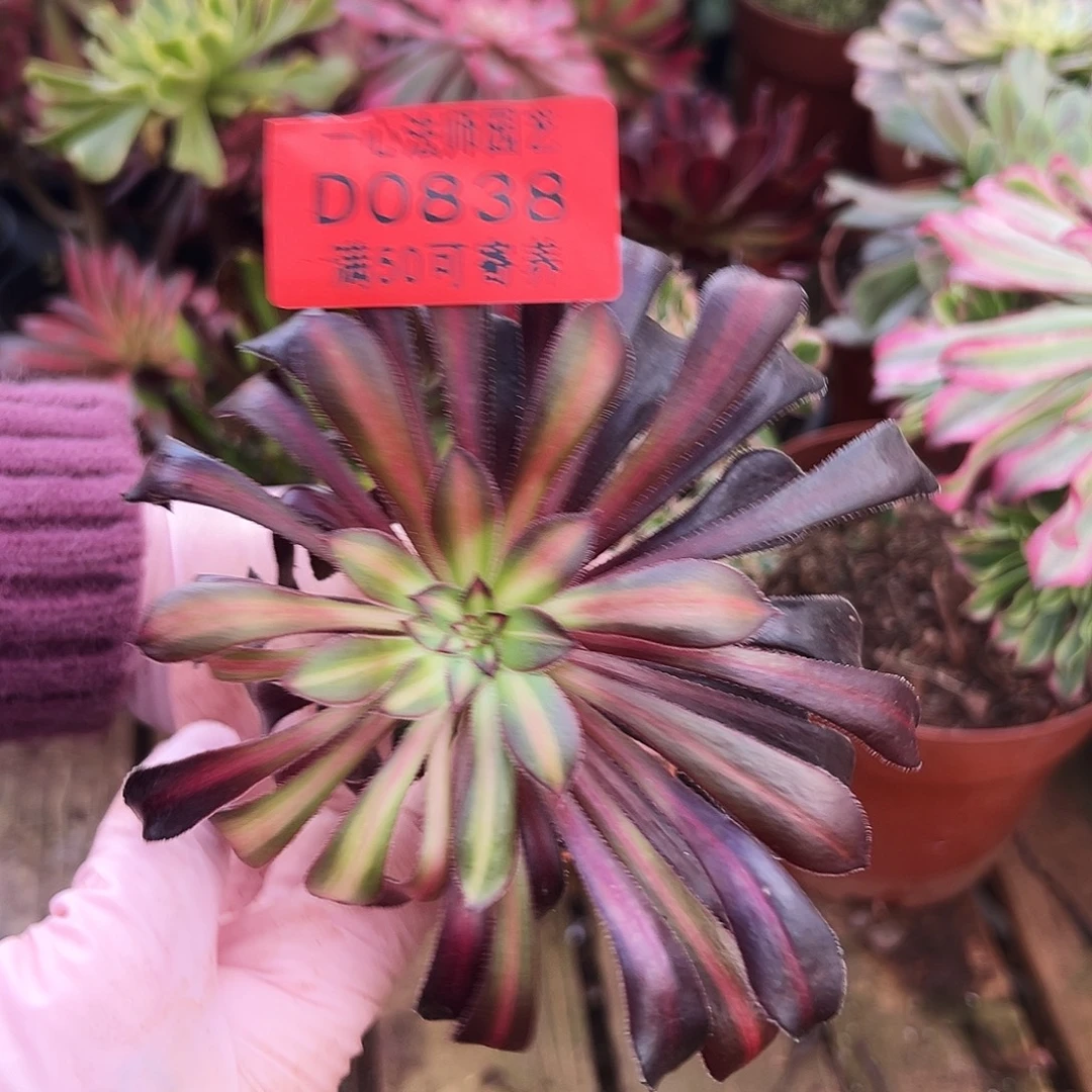 多肉植物多肉植物0838