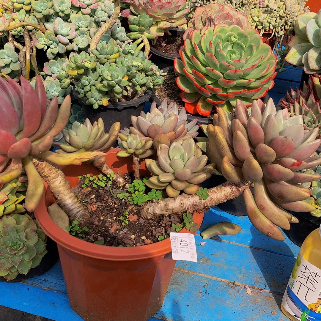 星***烂桃花源14012多肉多肉