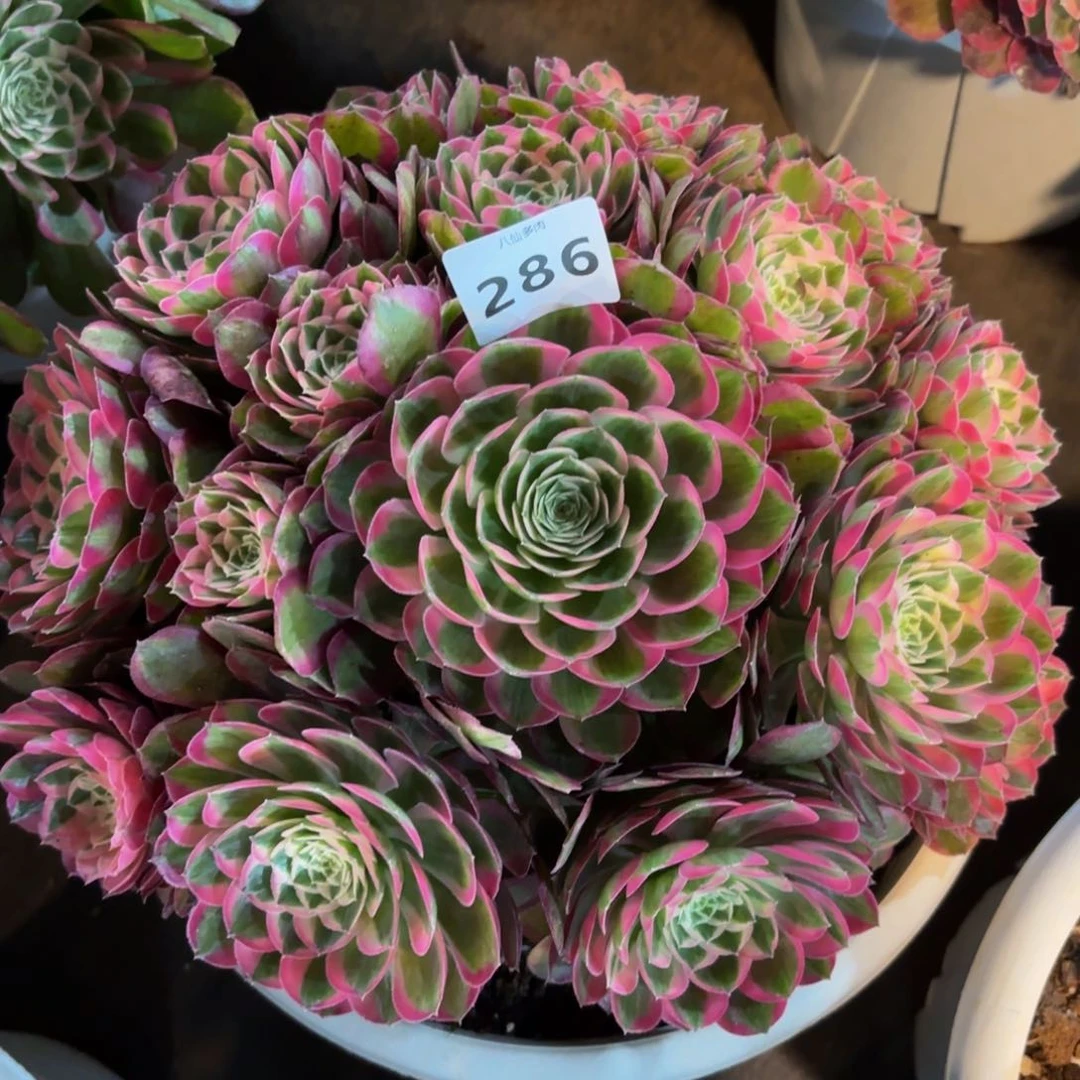 286多肉植物孔雀翎