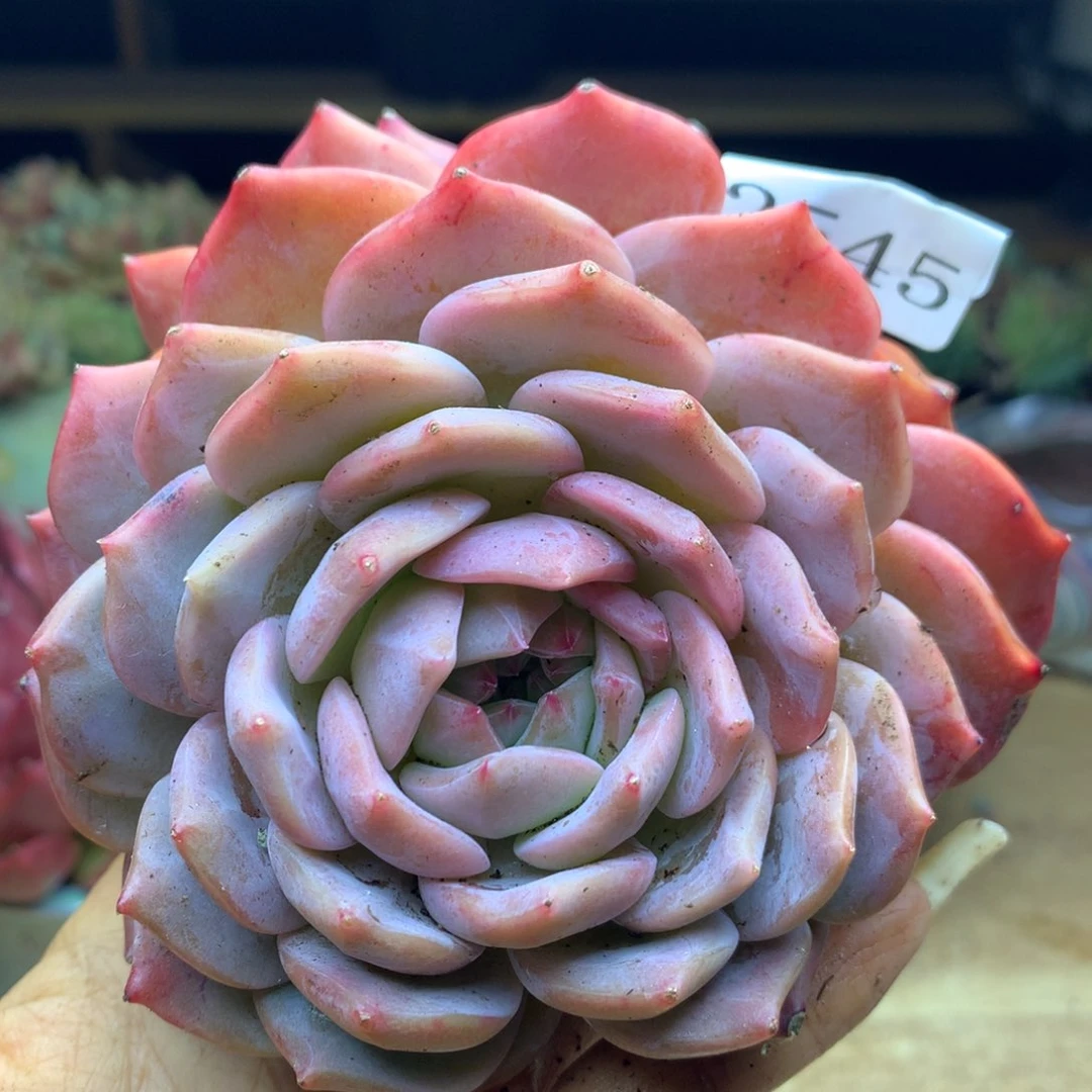 2545杂交精品基地13冠