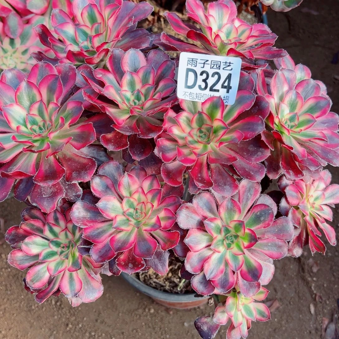 324丽娜雨子多肉植物
