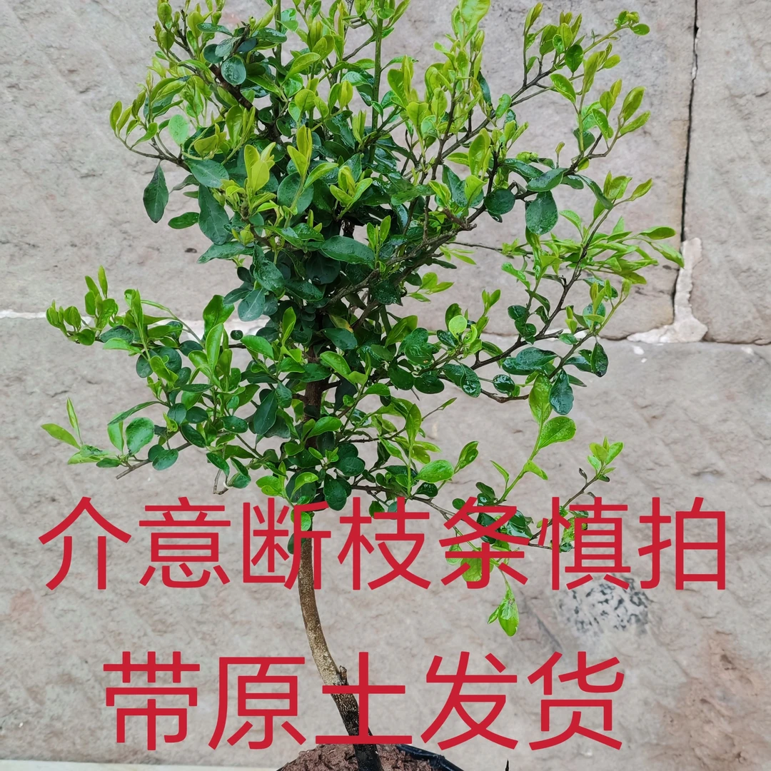 灌木金弹子盆栽金弹子包邮原生金弹子盆景花卉介意断枝条慎拍绿植